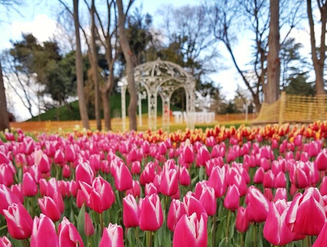 tulips istanbul festival 