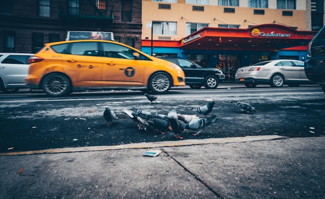 Photo by <a href="https://unsplash.com/@brandgreen?utm_content=creditCopyText&utm_medium=referral&utm_source=unsplash">Brandon Green</a> on <a href="https://unsplash.com/photos/pigeons-eating-on-road-XbtbUUXEOvY?utm_content=creditCopyText&utm_medium=referral&utm_source=unsplash">Unsplash</a>
  