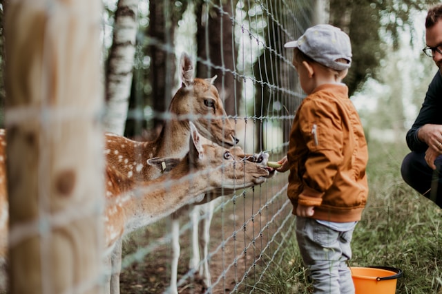 Photo by <a href="https://unsplash.com/@daiga_ellaby?utm_content=creditCopyText&utm_medium=referral&utm_source=unsplash">Daiga Ellaby</a> on <a href="https://unsplash.com/photos/boy-feeding-a-animal-during-daytime-Sg_OwwU2Z9o?utm_content=creditCopyText&utm_medium=referral&utm_source=unsplash">Unsplash</a> 